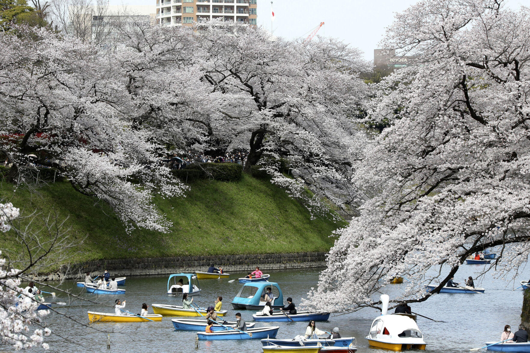 Climate Crisis Is Putting Japan'S Cherry Blossoms First 5 Japan Cherry Blossom Photo Gallery